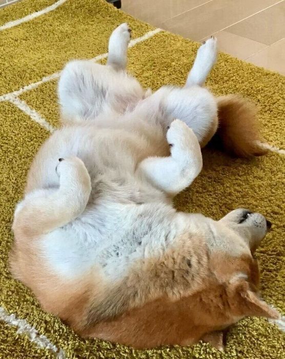 爆睡しているにこちゃん