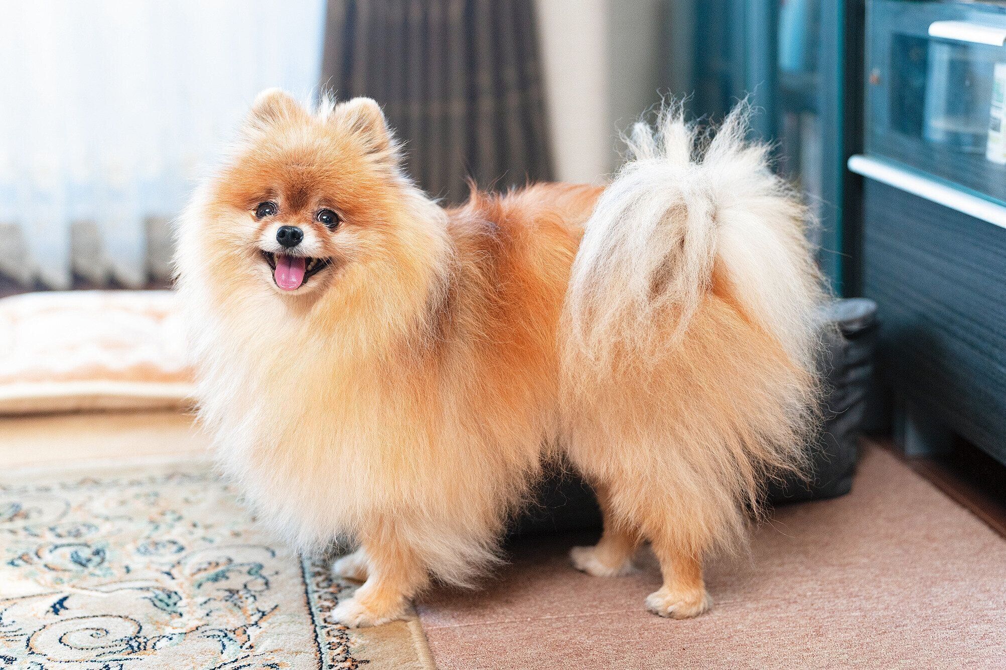 ごんくん（オス・6才／3.2kg／ポメラニアン／意思が強い）