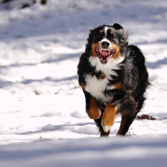 バーニーズ・マウンテン・ドッグ