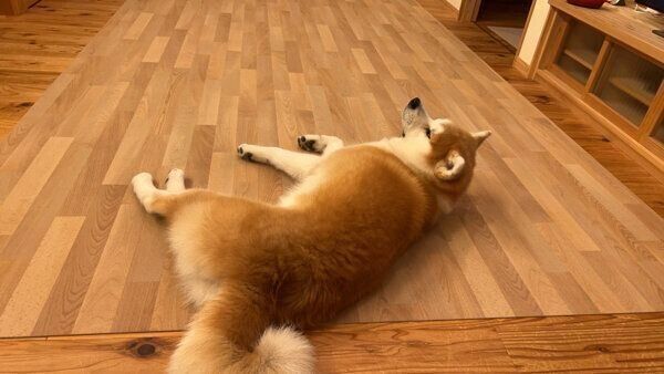 飼い主さんの様子をうかがうももちゃん