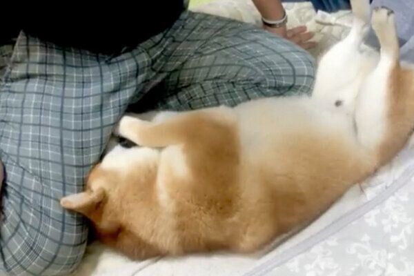 イタズラの証拠を突きつけられたこむぎくん