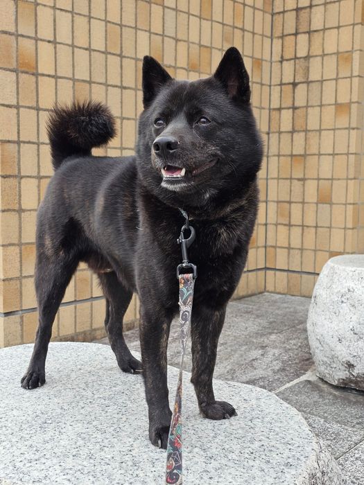 石の上に乗っている2才の甲斐犬