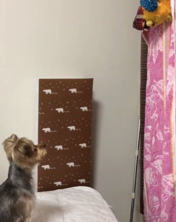 おもちゃを見つめるヨークシャー・テリア