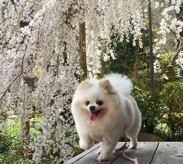 ポメラニアンの姫ちゃん