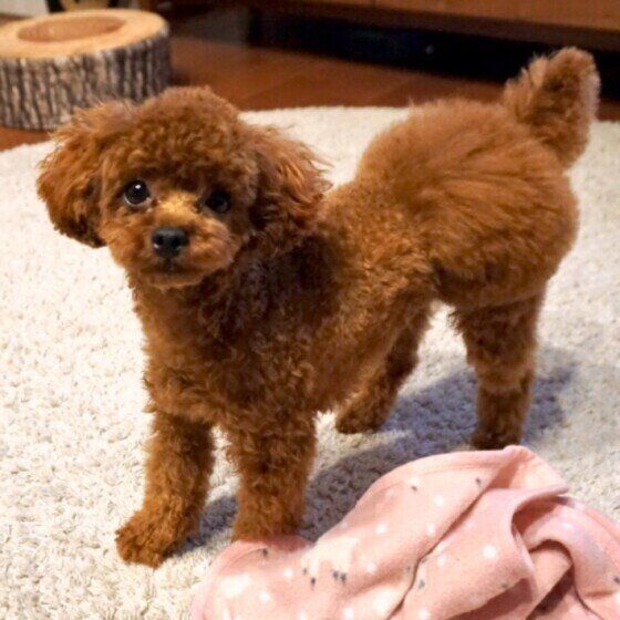 見つめるトイ・プードル