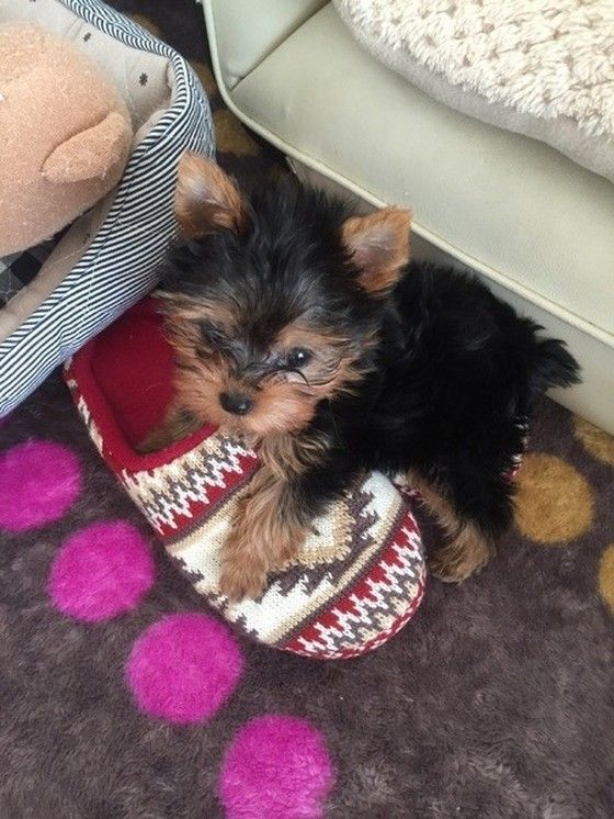 スリッパを抱える犬