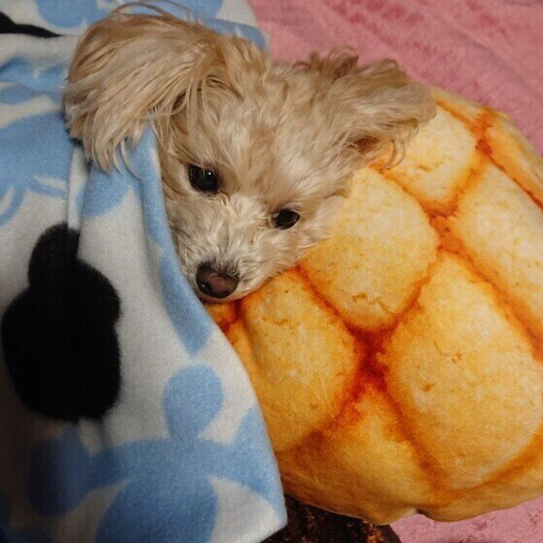 獣医師監修 犬にメロンを与えるときは注意が必要 与えるメリットとデメリットを解説 いぬのきもちweb Magazine 獣医師監修 犬にメロンを与えるときは注意が必要 与えるメリットとデメリットを解説 いぬのきもちweb Magazine