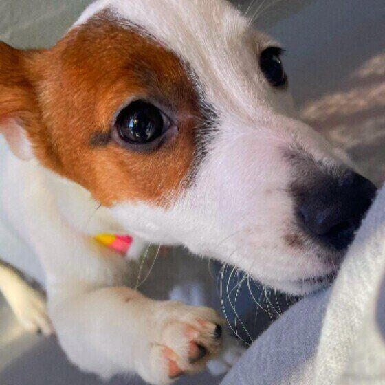 おめめウルウルなジャック・ラッセル・テリア