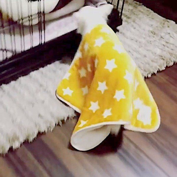 ブランケットをかぶって歩くチワワ