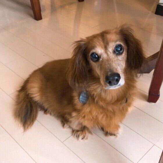 見つめるミニチュア・ダックスフンド