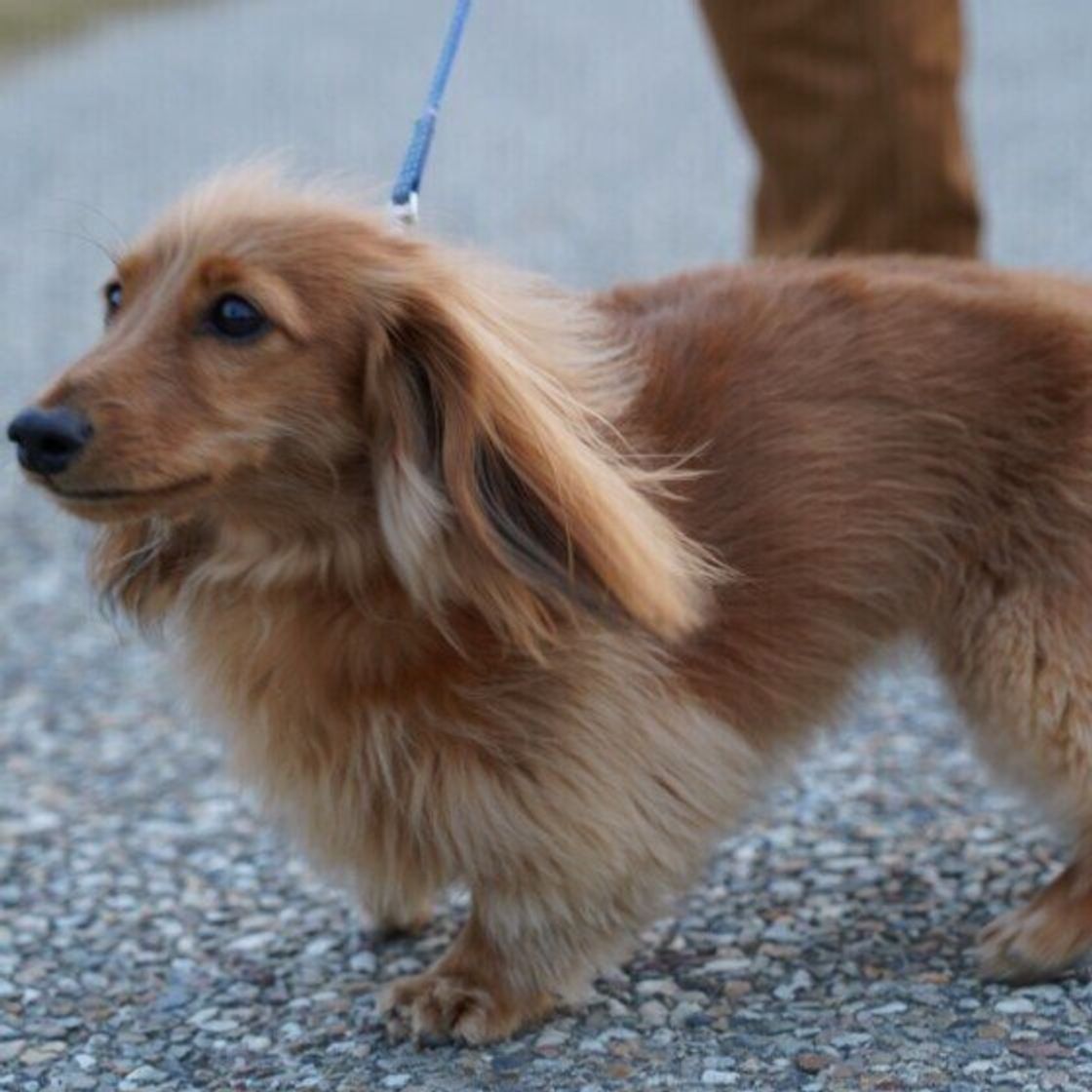 犬の体の中から聞こえる音に気がついて 音が出る理由を解説 いぬのきもちweb Magazine 犬の体の中から聞こえる音に気がついて 音が出る理由を解説 いぬのきもちweb Magazine