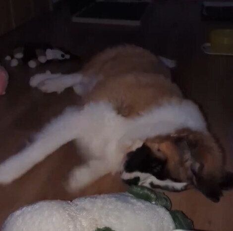 眠りながら走りだすつとむくん