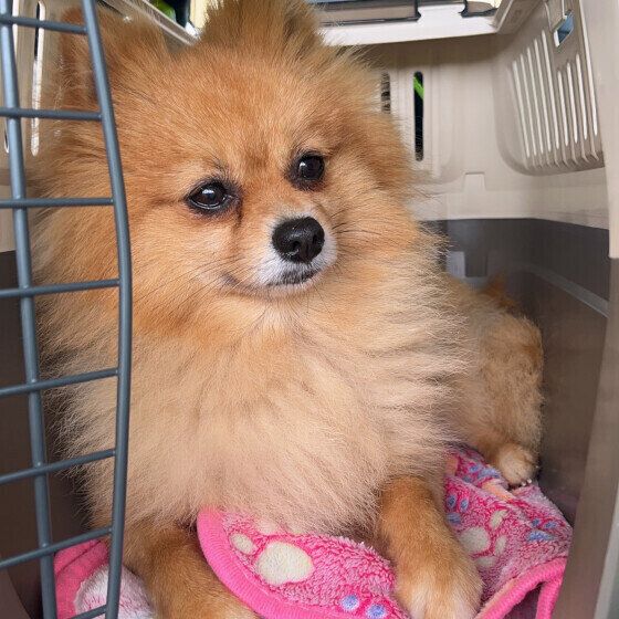 ポメラニアンのむぎくん