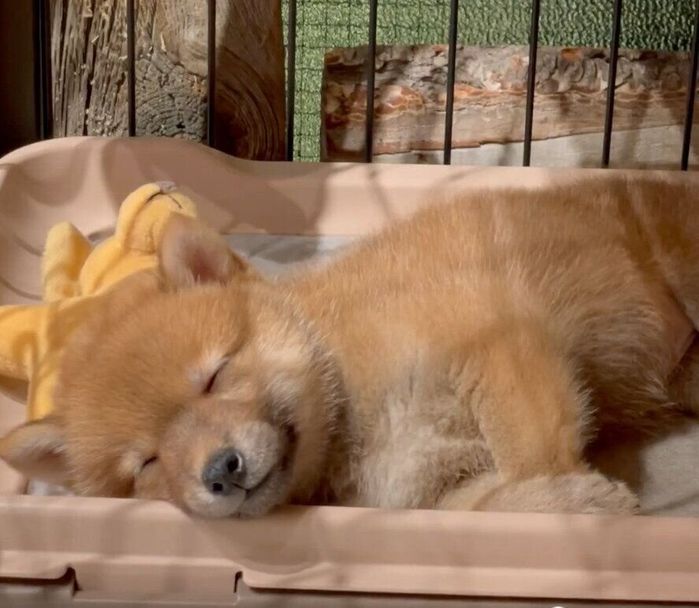 眠ってしまったタマちゃん