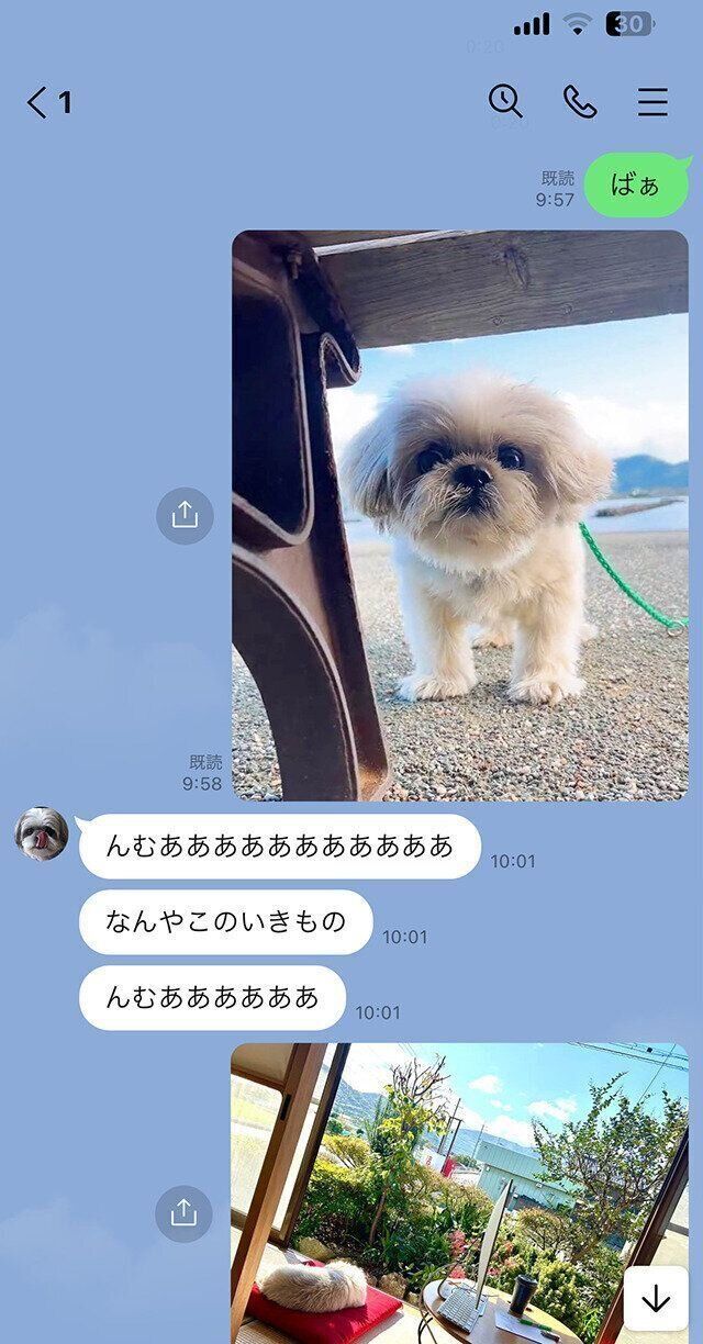 シーズー犬マンガてんぽshihtzu