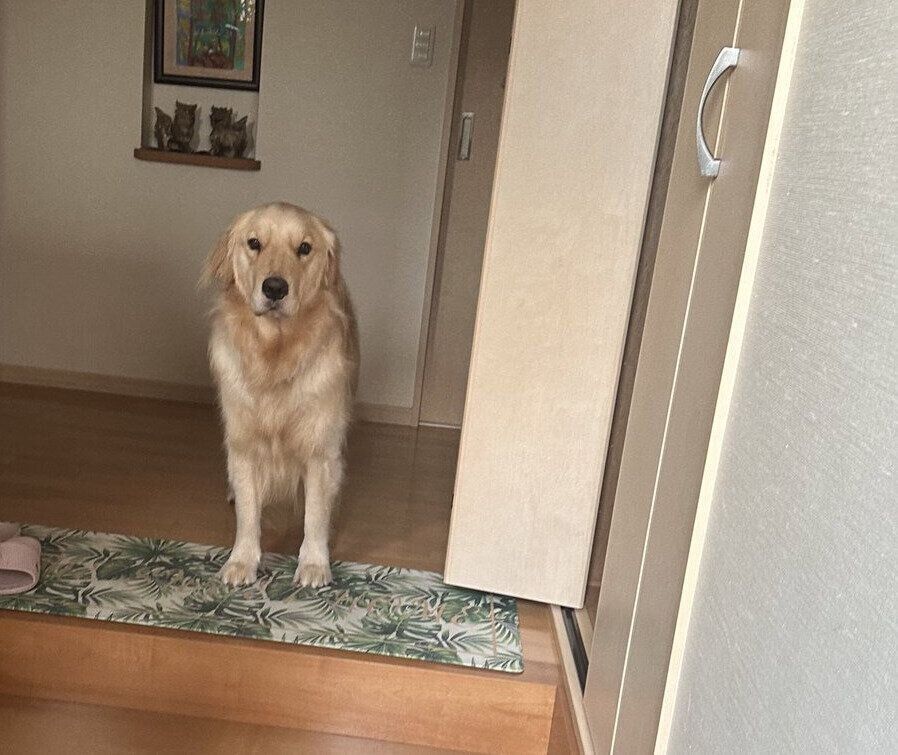 飼い主さんをお見送りするイブくん