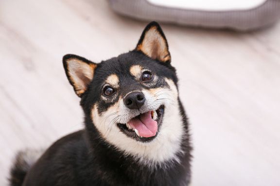 柴