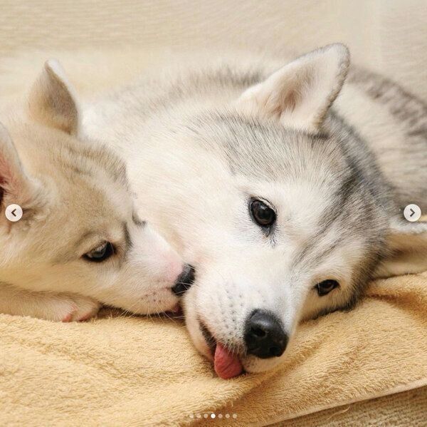 寄り添ういろはちゃん、ふたばちゃん