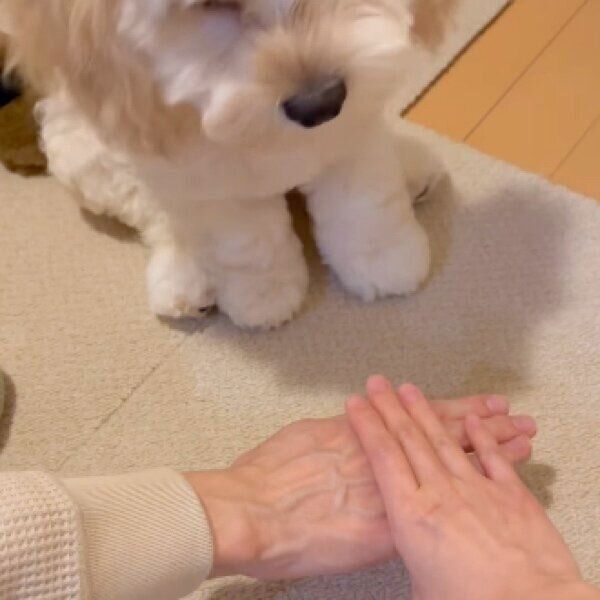飼い主さんたちの円陣を見たコメットちゃん