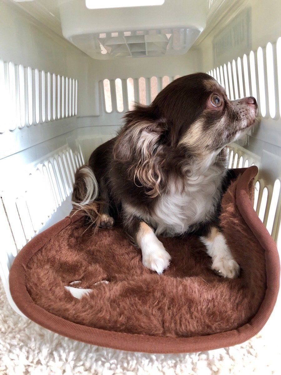 クレートに入るチワワ