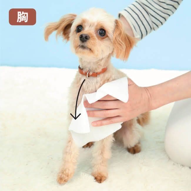 頭や胸も忘れずに