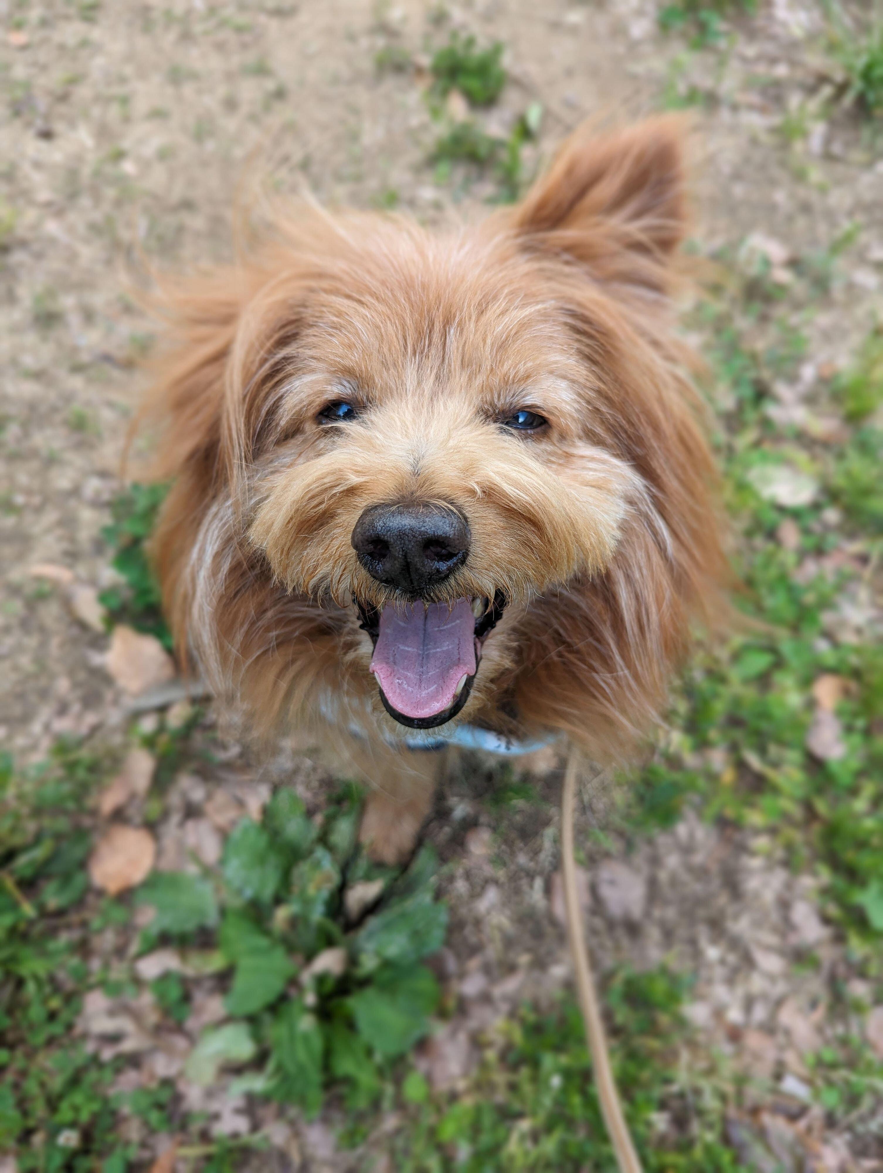 にこにこ笑顔の犬の写真