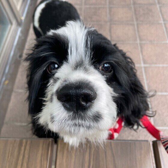 犬の気になる汚れ ニオイを撃退 雨の日の散歩後お手入れ術 いぬのきもちweb Magazine