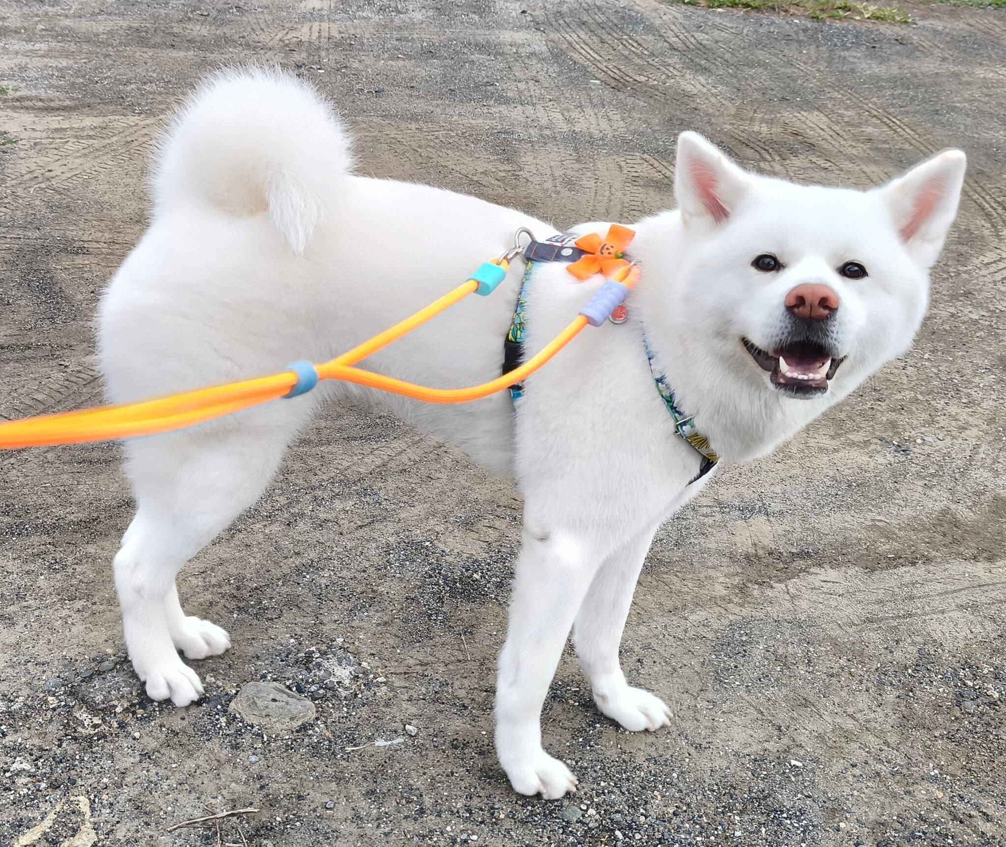 散歩を楽しむこまちちゃん。