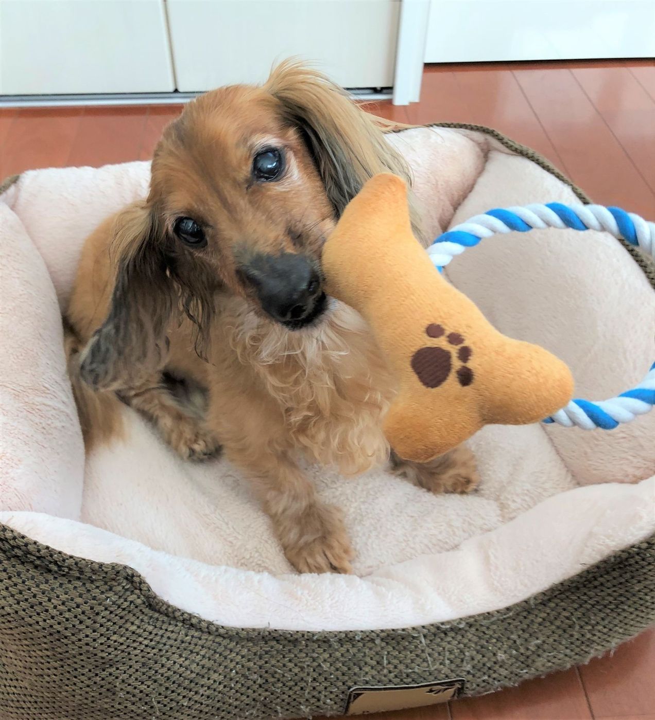ダイソーの100均犬用おもちゃ 骨型ロープ 体験レポート いぬのきもちweb Magazine ダイソーの100均犬用おもちゃ 骨型ロープ 体験レポート いぬのきもちweb Magazine