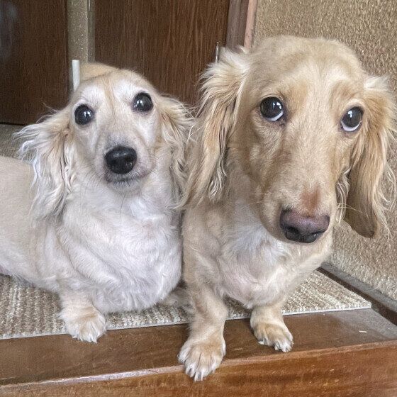 玄関でお出迎えの2ワン