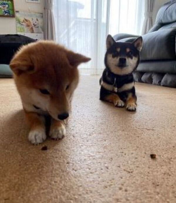 おやつ待ちをするおはぎくん、おでんくん