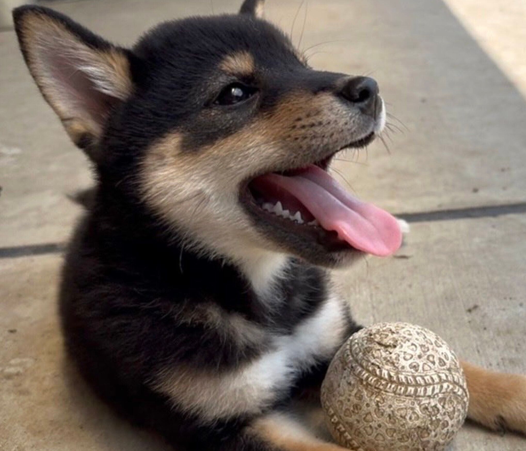 生後2カ月のころに撮影したおこげくん