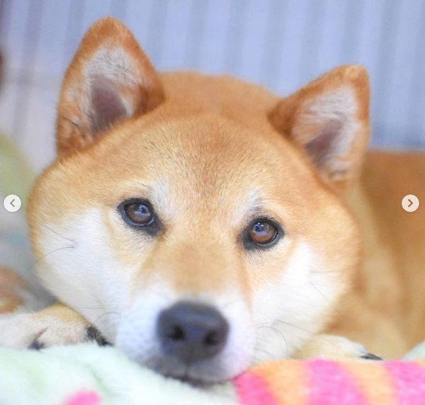 カメラ目線の柴犬