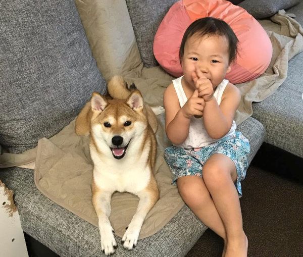 柴犬のももかちゃんと妹ちゃん