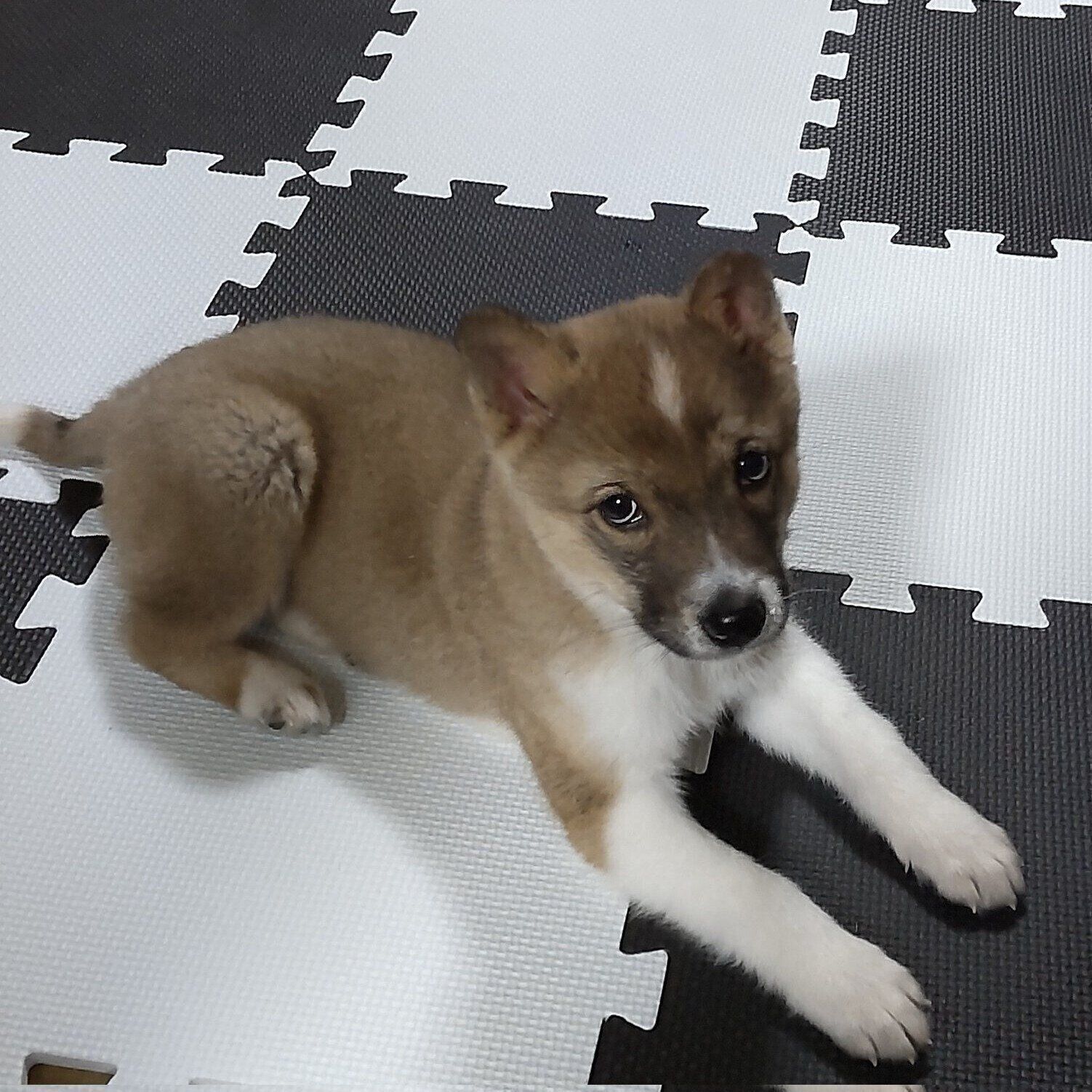 子犬時代のクッキーくん