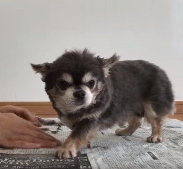 トリミング中のチワワのラズくん