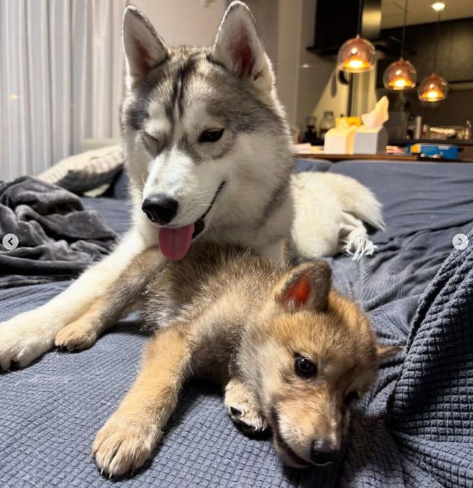 じゃれ合うグレイくんとラルフちゃん