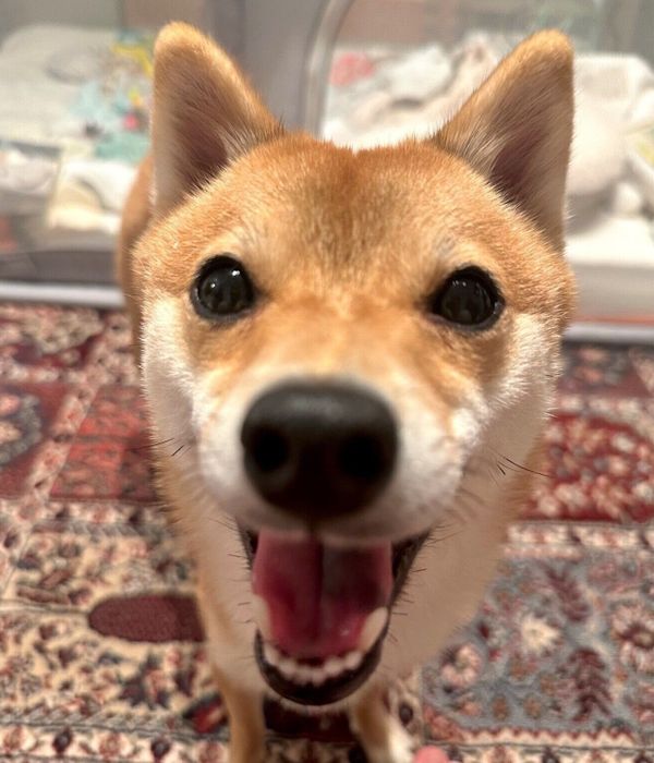 ニコッと笑うタマちゃん