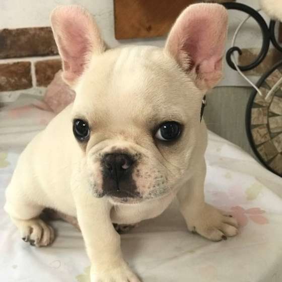 かわいい♪フレンチ・ブルドッグ