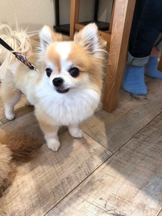 おばあちゃんによりそうチワワ