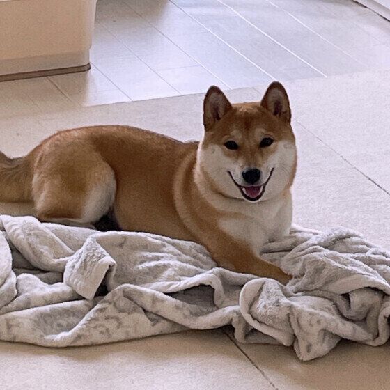 毛布に乗る柴のすみれちゃん