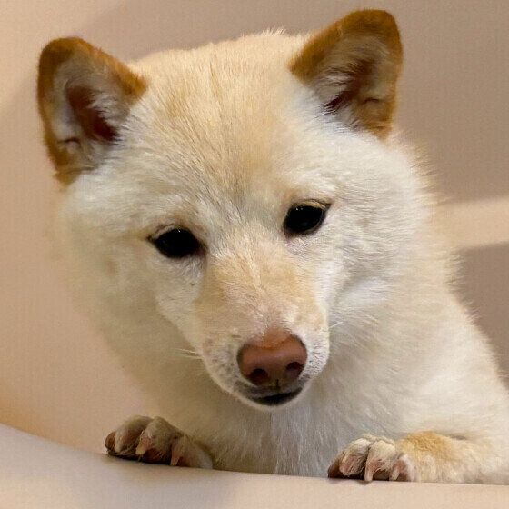 柴の白雪姫ちゃん