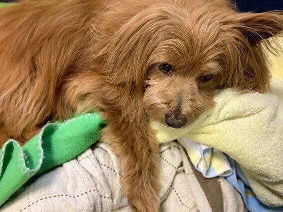 連載「こぐま犬てんすけ」