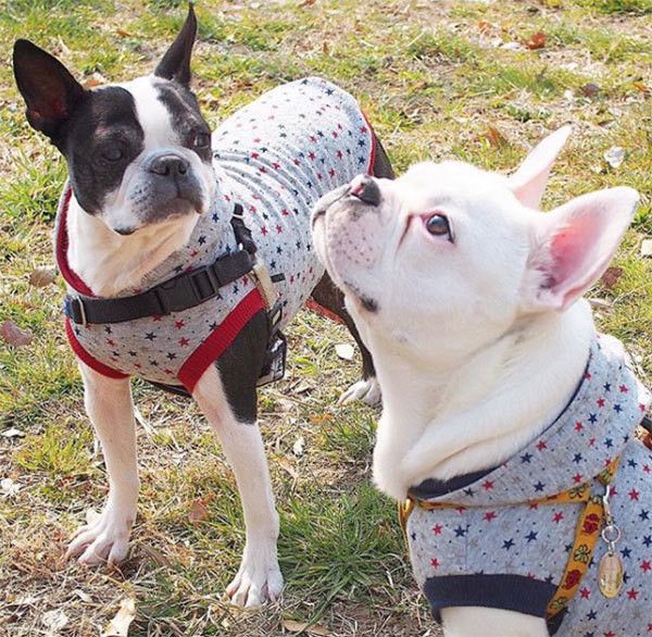 見上げるフレンチ・ブルドッグ