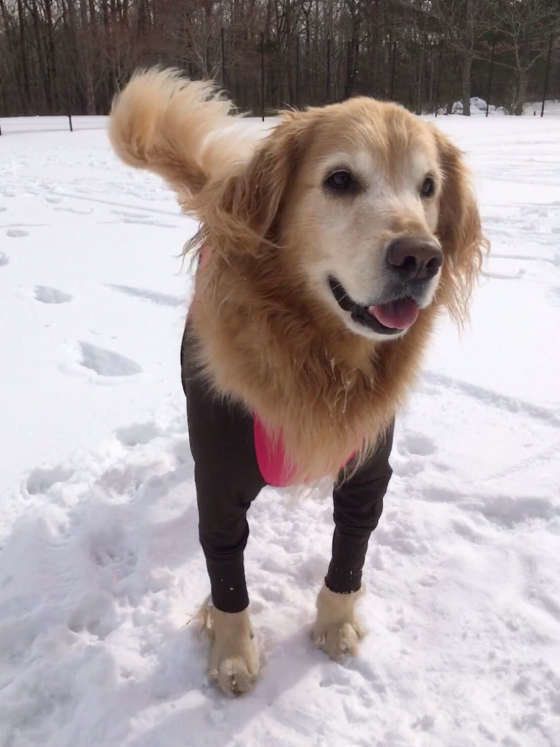 ゴールデン・レトリーバー・オリーブちゃん・雪遊び