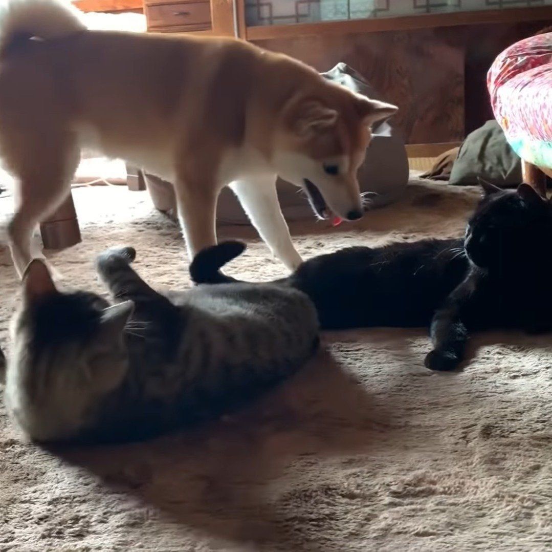 遊んでほしいももちゃん