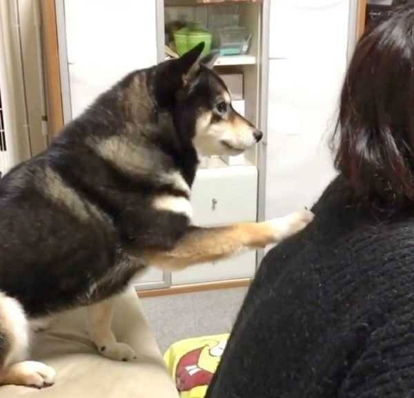 ちょいちょいとお手てを置く吾子ちゃん