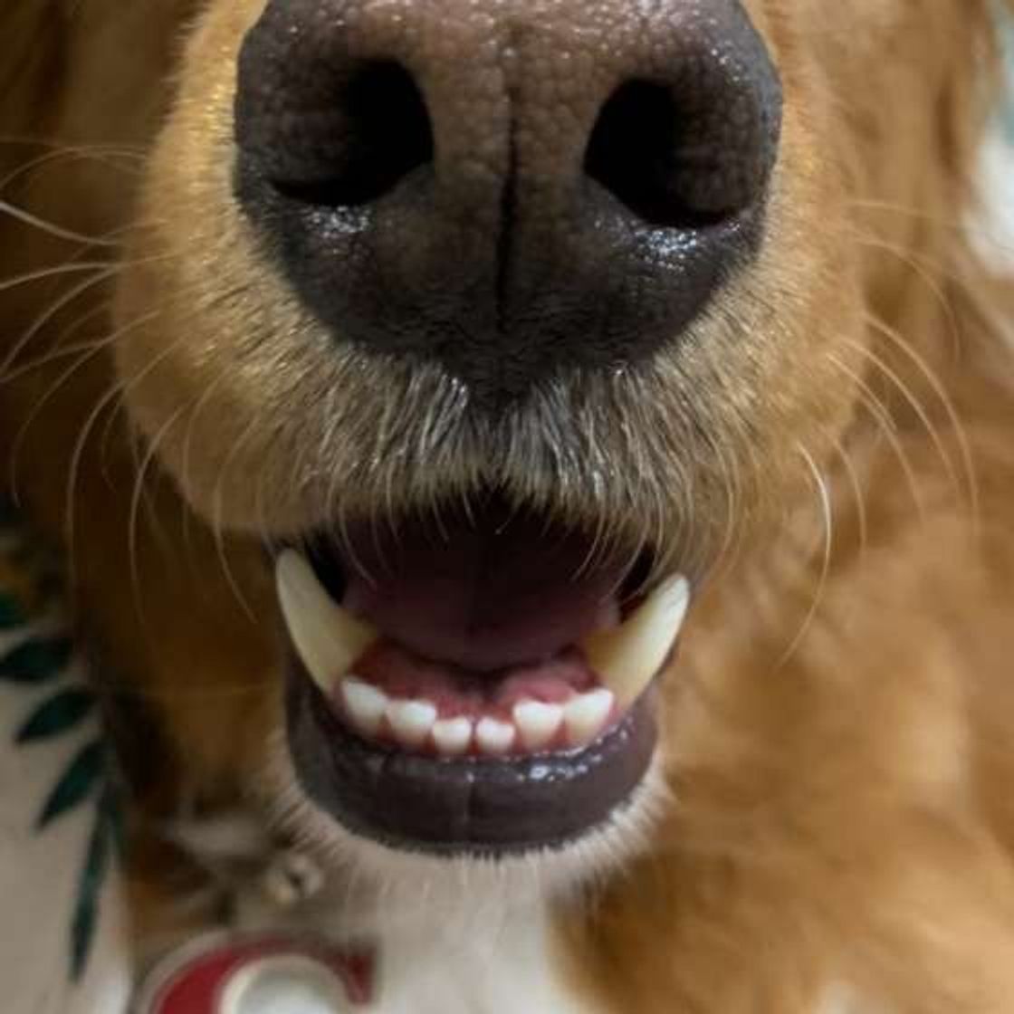 かたいおもちゃで遊ぶ と愛犬の歯や歯ぐきによくない こんなng習慣を見直そう いぬのきもちweb Magazine かたいおもちゃで遊ぶ と愛犬の歯や歯ぐきによくない こんなng習慣を見直そう いぬのきもちweb Magazine