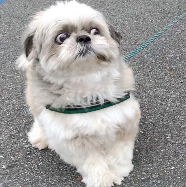 友達ワンコに会ってビックリするてんぽくん