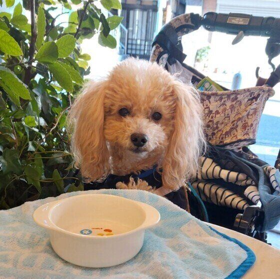 ドッグカフェに行ったハービーくん（トイ・プードル）